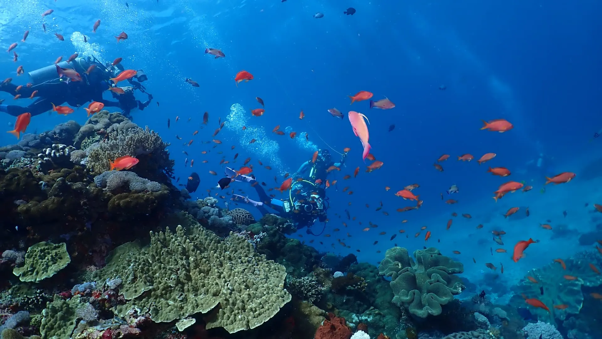 Menjangan Island Diving